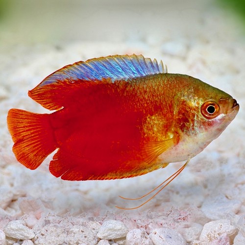 Colisa lalia   Dwerggourami rood L